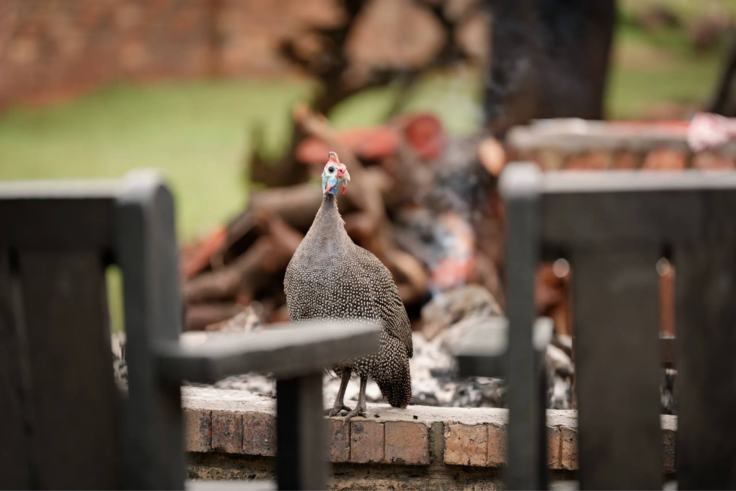 Wildlife close up